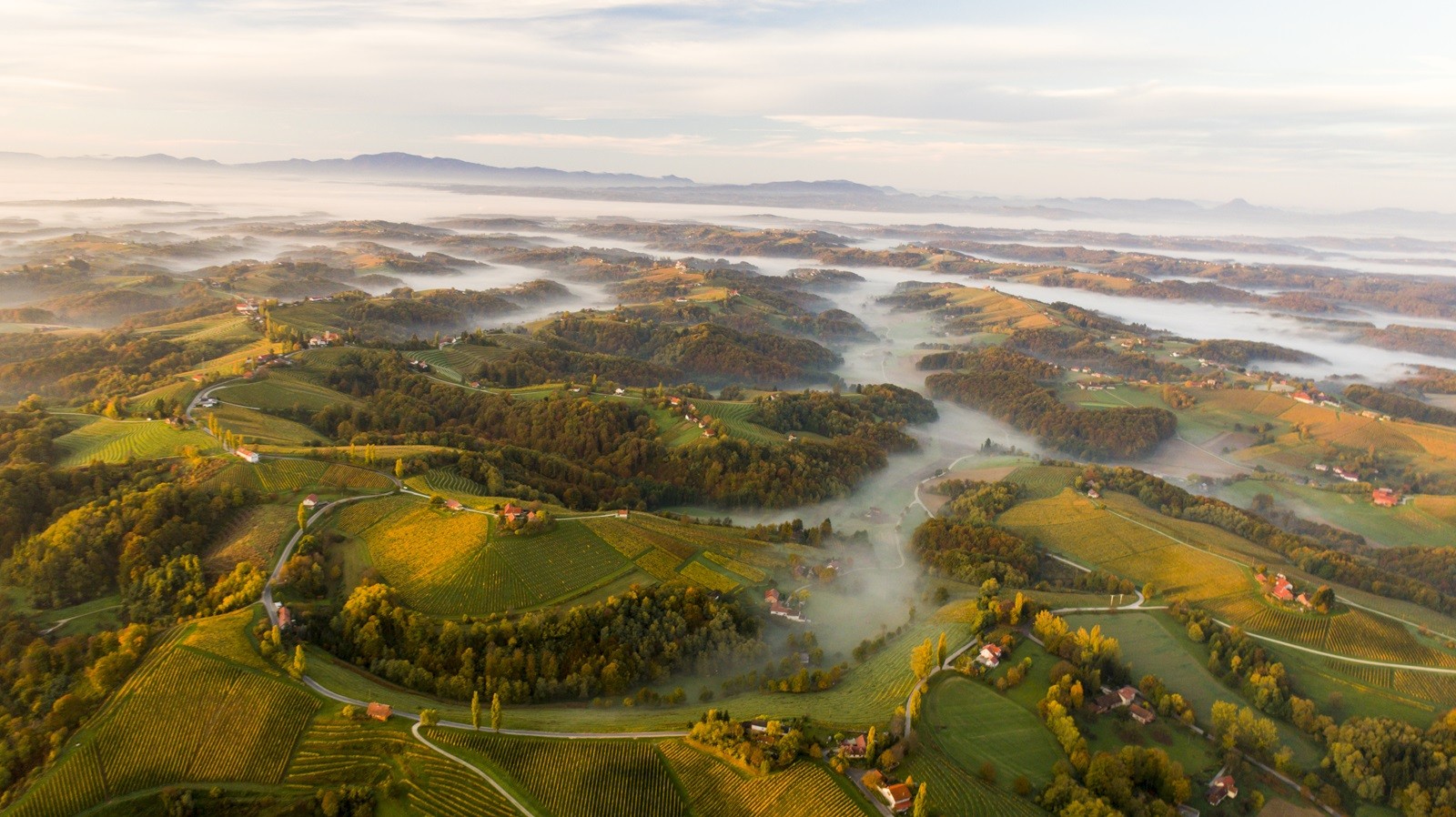 Vinogradi Jeruzalema u Prlekiji u jutarnjoj magli
